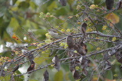 Conopophila rufogularis