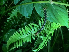 Scolopendra mutilans