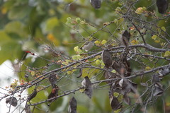Conopophila rufogularis