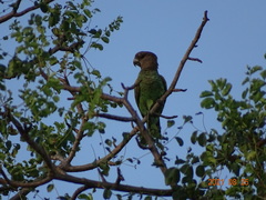 Poicephalus