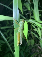Hieroglyphus annulicornis