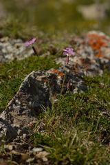 Dianthus saxicola
