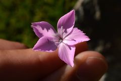 Dianthus saxicola