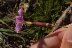 Dianthus saxicola