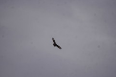 Hamirostra melanosternon