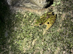 Odorrana huanggangensis