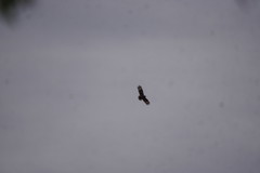 Hamirostra melanosternon