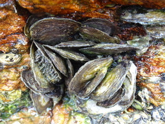 Isognomon isognomum