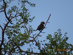 Poicephalus