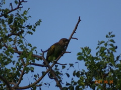 Poicephalus