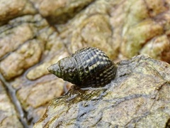 Planaxis sulcatus