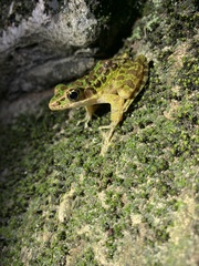 Odorrana huanggangensis