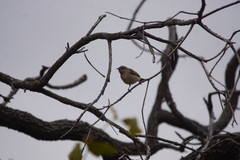 Conopophila rufogularis