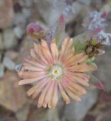 Mestoklema tuberosum