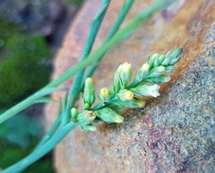 Thesium patulum