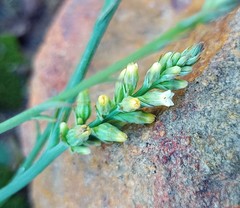 Thesium patulum