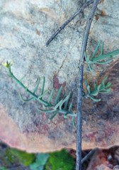 Thesium patulum