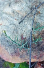 Thesium patulum