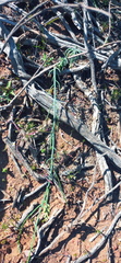 Thesium patulum