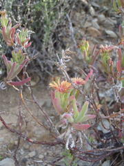 Mestoklema tuberosum