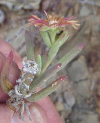 Mestoklema tuberosum