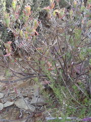 Mestoklema tuberosum