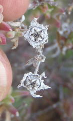 Mestoklema tuberosum