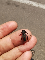 Neodorcadion bilineatum