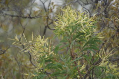Hakea arborescens