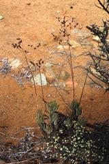 Tylecodon wallichii ecklonianus