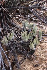 Tylecodon wallichii ecklonianus