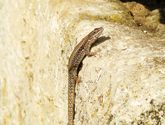 Podarcis muralis