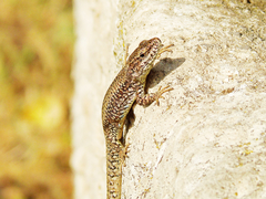 Podarcis muralis