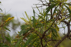 Hakea arborescens
