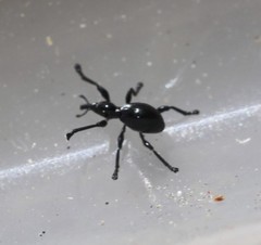 Rhynolaccus formicarius