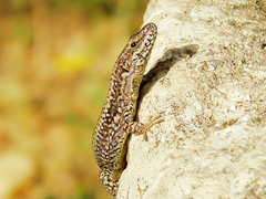 Podarcis muralis