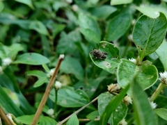 Acrotylus insubricus