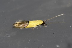Opogona protodoxa