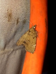 Cutina aluticolor