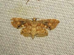 Scolecocampinae