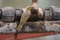 Ptilotula flavescens