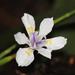 Small Fortnight Lily - Photo (c) riana60, some rights reserved (CC BY-NC), uploaded by riana60