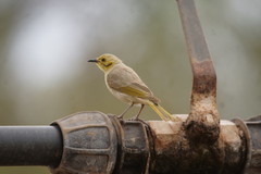 Ptilotula flavescens