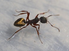 Dolichoderus extensispinus