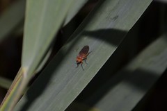 Dryomyzidae