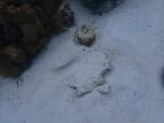 Parapercis hexophtalma