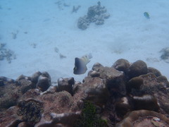 Chaetodon triangulum