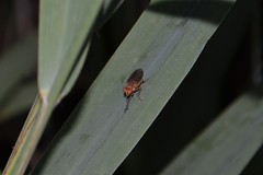 Dryomyzidae