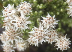 Dolichothrix ericoides