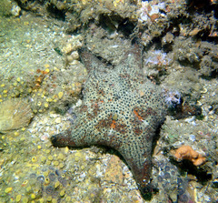 Anthenea sidneyensis